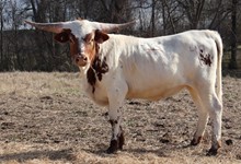Heifer calf 2021 Swager x BL Monika Tuff 