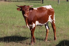 Heifer calf 2021 Platinum Chex x Tingaling