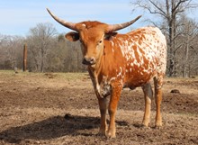 Heifer calf 2021 Justify x Ziva BCB