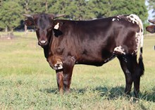 Heifer calf 2025 PCCDarkDustxJustaGem