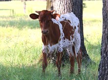 Heifer calf 2025 -CenterStage x JustaFlwrGirl