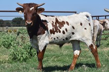 PH#2308 - Bayou Star x Rebel