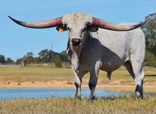 REBEL HR x RJF MAMA WANTS TAG 325