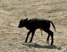 Allens Doherty 6/06 CF11 X JH RURAL SAFARI SON (B)