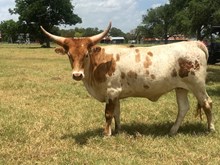 BCR RODEO LADY