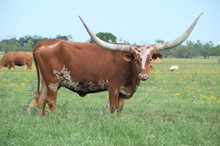 Ringman's Reba 770