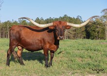 RIVERFORKS RAGGEDY ANN