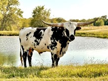 Double S Ranger Czech