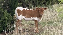 Swagger's Ruby BCB X Solid Ground BCR bull