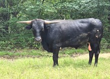 Brazos Safari Sam 44/24