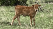 Whiskey Grin BCB x Solid Ground BCR bull