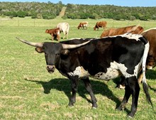 Steer #59 Miss Kitty Belle