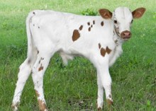 Tumbling Dice x Queen Bandita bull calf