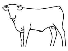 2022 Rowdy Mirage bull calf