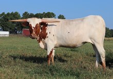 Heifer calf 2024  Swagger x DH Temptress