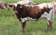 Heifer calf 2020 Whiskey Bent x Ranger's Foxy Lady