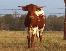 Heifer calf 2020 Justify x Annie Get 