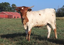 Heifer calf 2024 Justify x RingMyBell