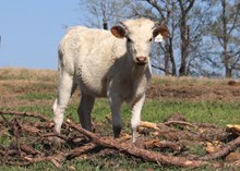 Heifer calf 2024 High Stakes x MissDixieBandita