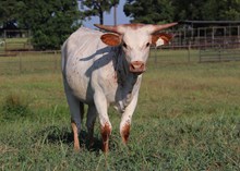 Heifer calf 2024 CenterStagexJazzNSwagg