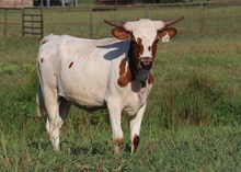 Heifer calf 2024 -Justify x Reckon So, Darlin