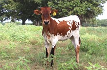 Heifer calf 2022 Platinum Chex x BG Dutch