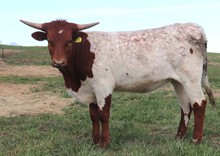 Heifer calf 2022 Swagger BCB x RZ Royalt