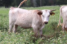 Heifer calf 2022 Hello Darlin'xWhiteGold