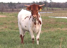 Heifer calf 2022 Justify x Tuff Spirited Lil
