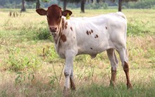 Heifer calf 2022 Justify x Tuff Spirited Lil