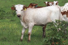 Heifer calf 2022 Hello Darlin' x Humm