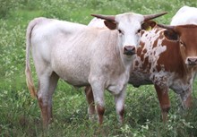 Heifer calf 2022 Hello Darlin' x Humm