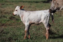 Heifer calf 2022 Hello Darlin' x Humm