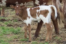 Heifer Calf - Swagger BCB x Sandy Bandita BCB