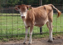 Heifer calf 2022 HelloDarlinxBonitaBandita