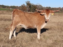 Heifer calf 2022 HelloDarlinxBonitaBandita