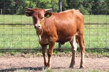 Heifer calf 2022 JudgementxTumbelina