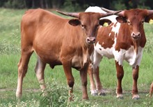 Heifer calf 2022 JudgementxTumbelina