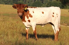 Heifer calf 2022 SwaggerxRedHeadedLil