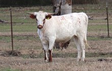 Heifer calf 2022 Justify x Handful BCB