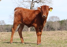 Bull calf 2022 Judgement BCB x BanditaRoja