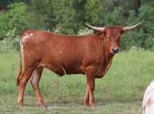 Heifer calf 2022 Judgement BCB x BanditaRoja