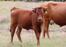 Heifer calf 2022 Judgement BCB x BanditaRoja