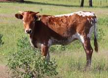 Heifer calf 2022 JudgementxSpringRhap