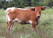 Heifer calf 2022 JudgementxSpringRhap
