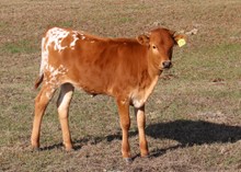 Heifer calf 2022 Whiskey Bent BCB x Cheers