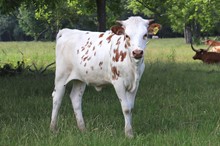 Heifer calf 2022 Hello Darlin' x Mexicali Rose