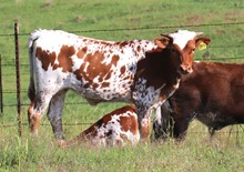 Heifer calf 2022 WhiskeyBentxReckonSoDarl