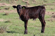 Heifer calf 2022 Black Market C&B x Old Town Gypsy