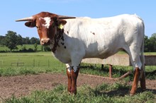Heifer calf 2022 Swagger x Guilty Pleasure